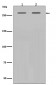 Filamin A antibody